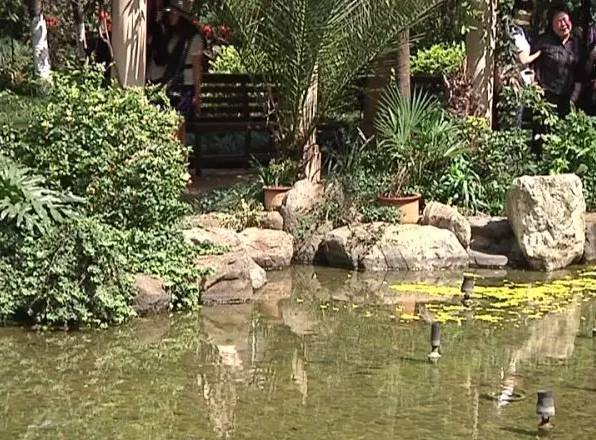 十岁女孩小区池塘里玩耍尖叫后猝死 水里有什么?