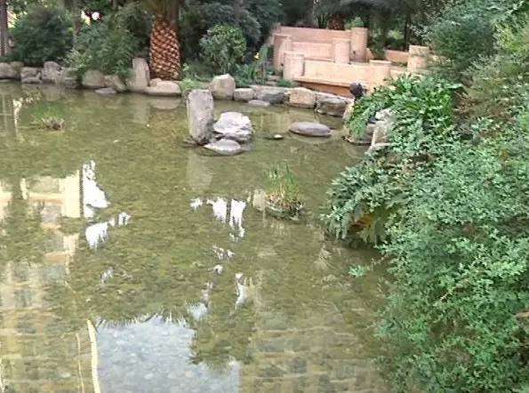 十岁女孩小区池塘里玩耍尖叫后猝死 水里有什么?