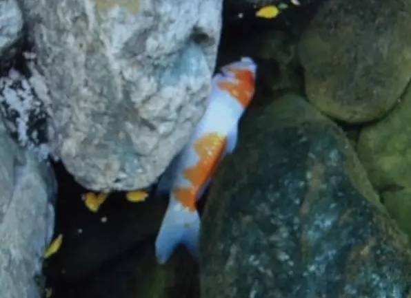 十岁女孩小区池塘里玩耍尖叫后猝死 水里有什么?