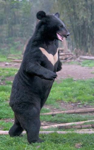 八达岭动物园遭黑熊袭击车主:10元3包兽粮引黑熊