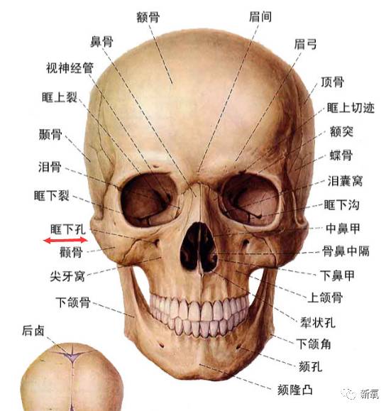 眶下孔所在的区域.