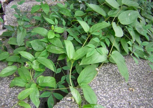 鸡屎藤这种植物本身也是一剂良药.其味甘,微苦,性平.具有祛风