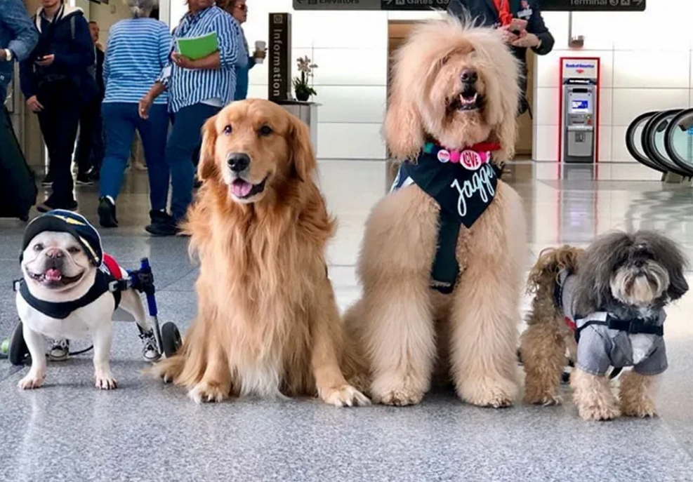 机场有22只狗，一头猪，它们的任务很特殊，为了“治愈”你
