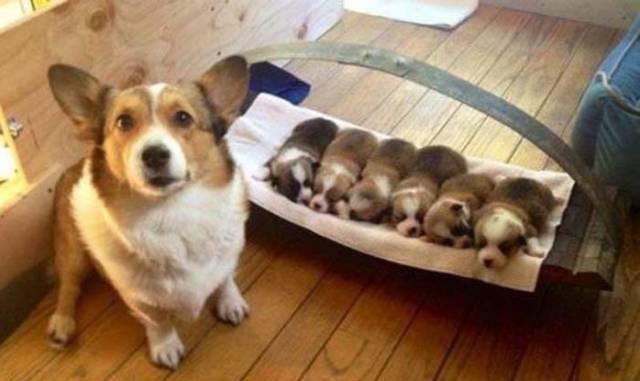 美帝还有个“北平”？