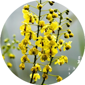 青苔同学