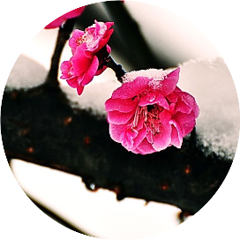 春燕时间