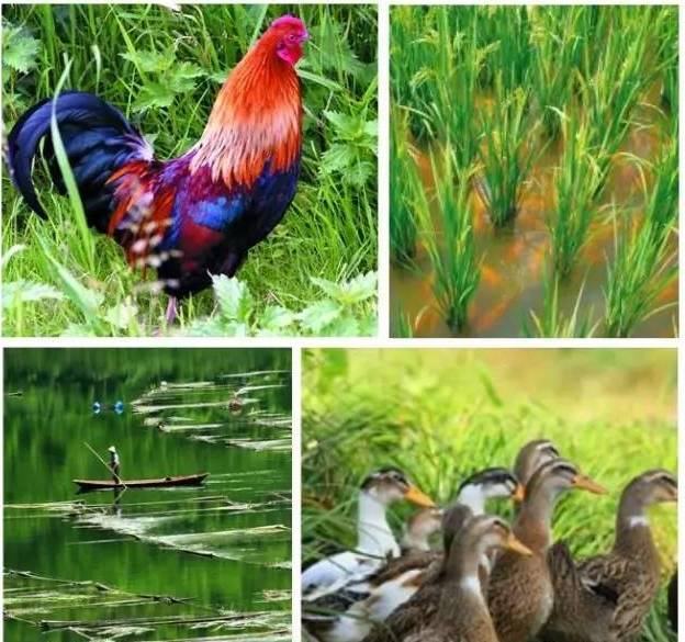 【半农学院】玛雅农场教你如何将一个休闲农庄形成一个良性循环的农业生态系统 【半农学院】玛雅农场教你如何将一个休闲农庄形成一个良性循环的农业生态系统