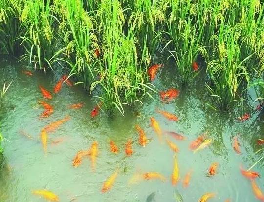 【半农学院】玛雅农场教你如何将一个休闲农庄形成一个良性循环的农业生态系统 【半农学院】玛雅农场教你如何将一个休闲农庄形成一个良性循环的农业生态系统