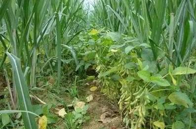 【半农学院】玛雅农场教你如何将一个休闲农庄形成一个良性循环的农业生态系统