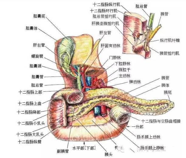 从许多解剖图上看,胆囊的形状,位置都不相同,有的像垂下倒挂的茄子