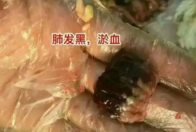 新城疫和流感的辨别