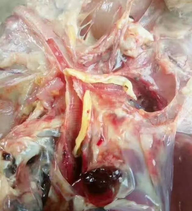 新城疫和流感的辨别