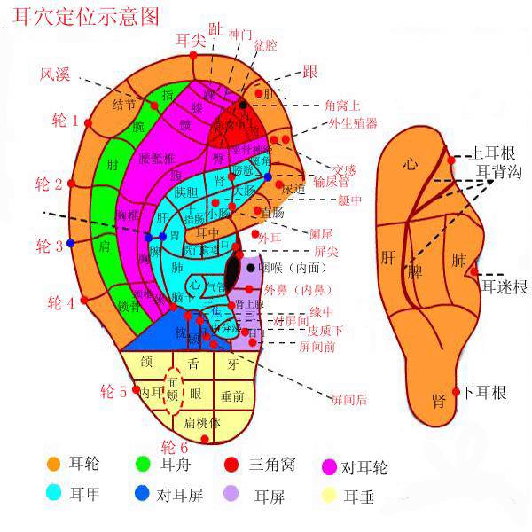 中医认为耳尖(耳朵最上端)代表心,耳廓代表脾,耳皮肉代表肺,耳背代表