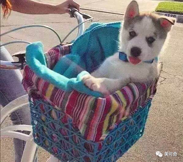 山东美可奇生物技术有限公司