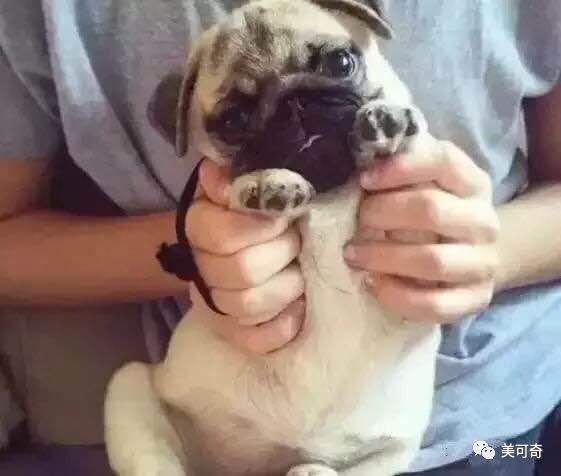 山东美可奇生物技术有限公司