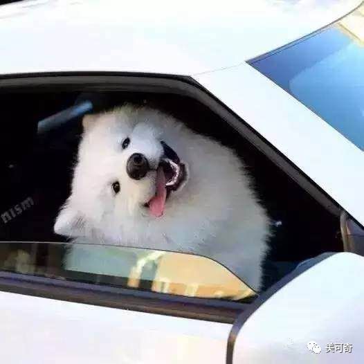 山东美可奇生物技术有限公司