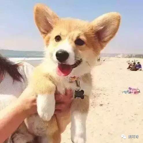 山东美可奇生物技术有限公司