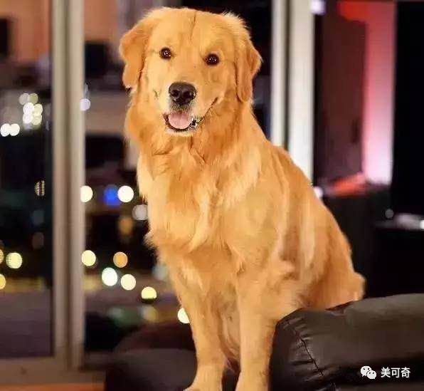 山东美可奇生物技术有限公司