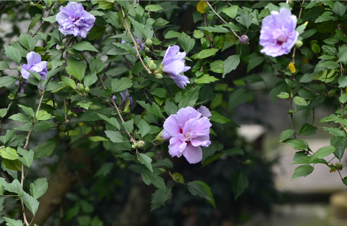 木槿(hibiscus syriacus)/图片来自