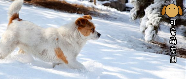 “南方狗子永远不懂北方狗子遇到下雪的乐趣.........”