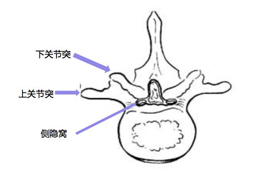 腰椎管狭窄症的诊断与治疗(转载) (转载)