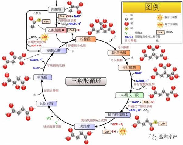 三羧酸循环是三大营养素(糖类,脂类,氨基酸)的最终代谢通路,又是糖类