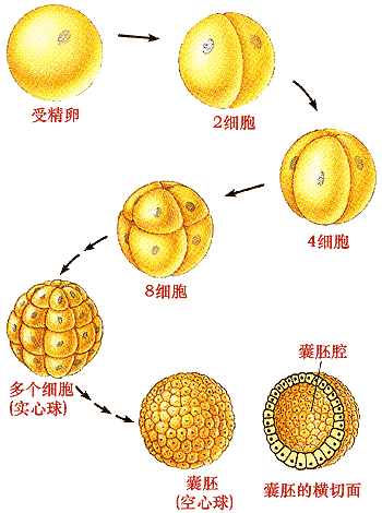 4日,分裂成由16个细胞组成的实心细胞团,称桑椹胚,继续发育成为囊胚