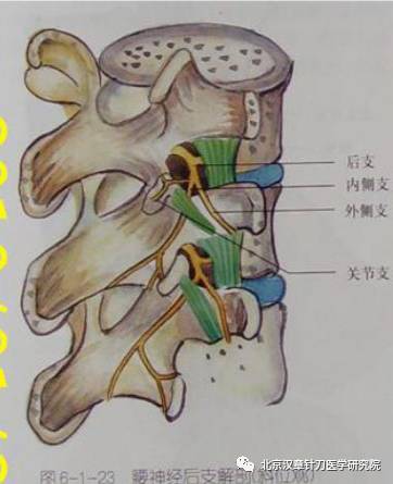 针刀松解:以梨状肌体部,上,下孔为主,臀大肌,臀中肌,殷门穴,小腿后