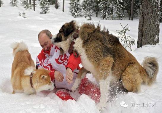 普京有两条爱犬,一条是日本的秋田犬,一条是保加利亚牧羊犬