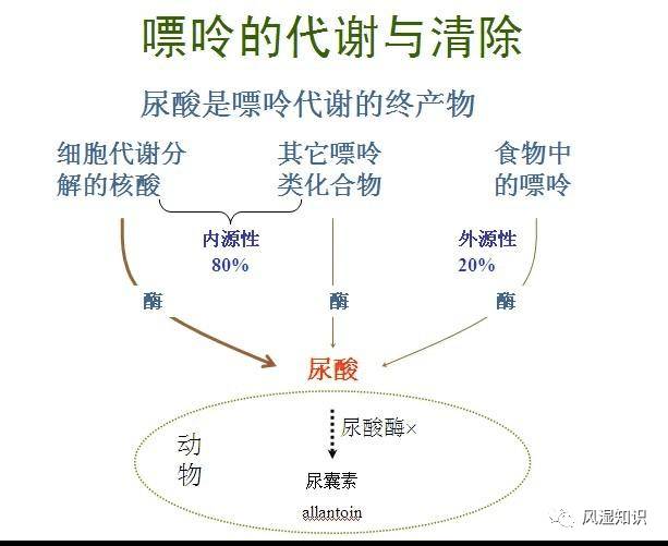 啤酒嘌呤的含量没有虾,肉多,但啤酒中的酒精会造成体内乳酸堆积,而