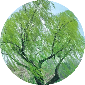 人生日日是春日