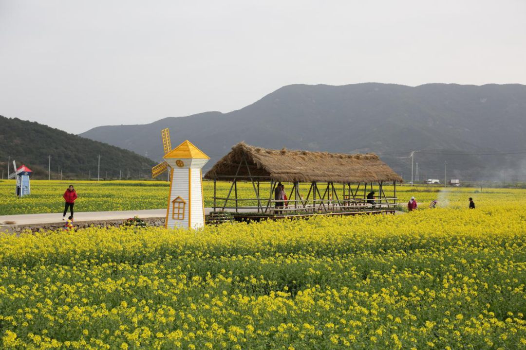 美到窒息象山人家门口的油菜花海霸屏啦