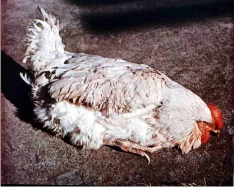 鸡新城疫最全解剖图谱解析