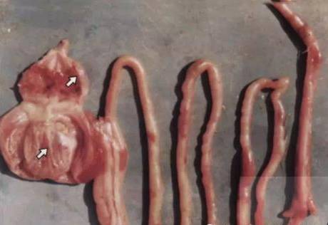 鸡新城疫最全解剖图谱解析