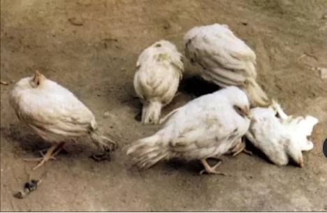 鸡新城疫最全解剖图谱解析