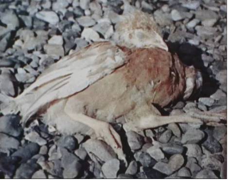 鸡新城疫最全解剖图谱解析