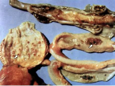 鸡新城疫最全解剖图谱解析