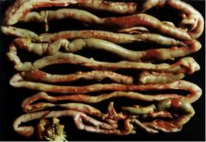 鸡新城疫最全解剖图谱解析