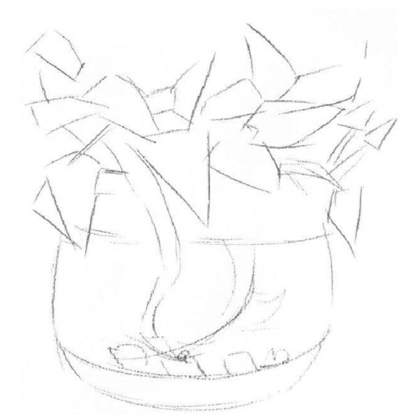 干货丨水培绿萝的素描画法