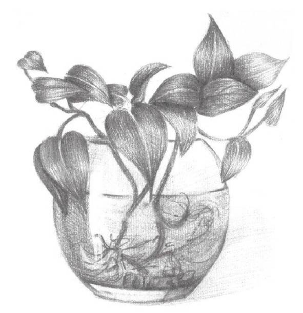 干货丨水培绿萝的素描画法