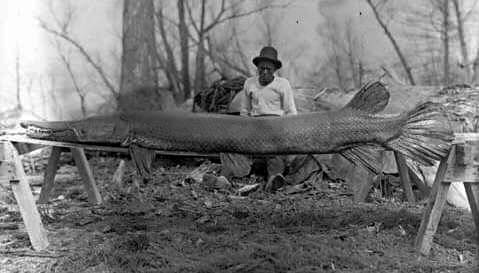 1910年在密西西比的月亮湖(moon lake)捕获的鳄雀鳝(图片来源