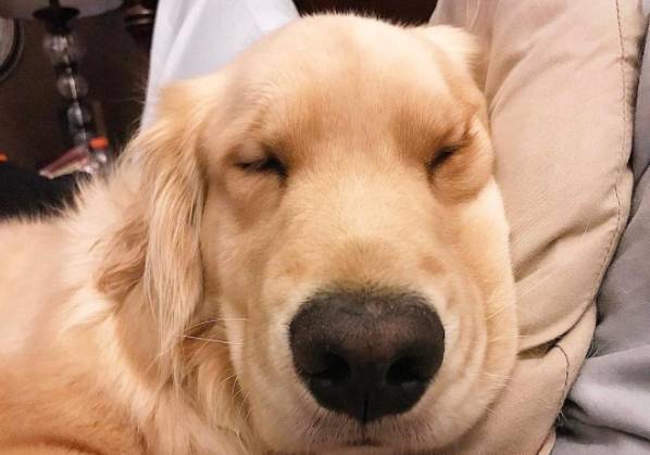 老虎不發威你當我是病貓呀！二哈，讓你嘚瑟～ 寵物 第8張