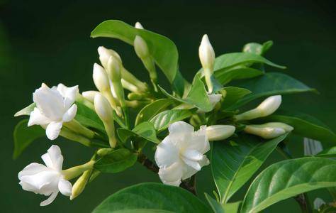 【湿地随笔】陈玲枝：狗牙花开