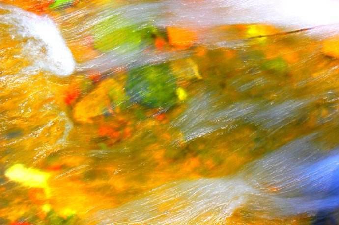【湿地随笔】王二艳：花不知年华