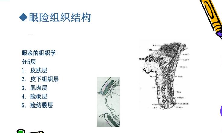 麦粒肿与霰粒肿鉴别 (转载)