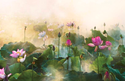 广州出了个番金莲