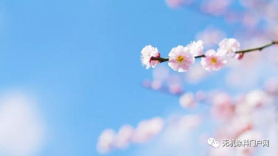 无机橘子视频APP污