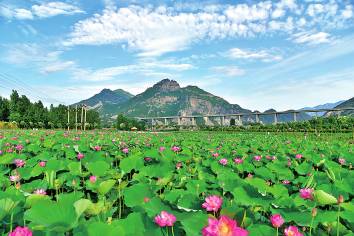 “夏雨荷”在哪里?清趣园、五龙口、克井镇…这些地方的荷塘简直美到爆!