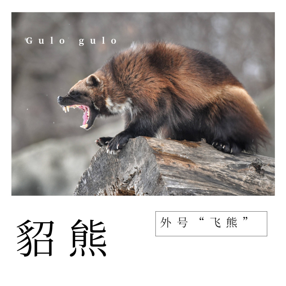 杭州市萧山区野生动物保护协会