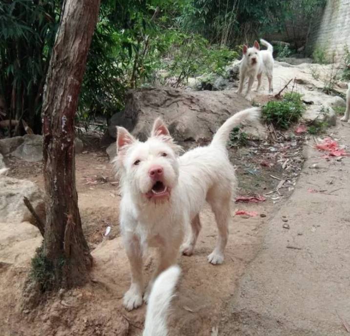 「下司犬围猎野猪」 下司犬灵活机智,狩猎全面, 对主人温和忠诚,对